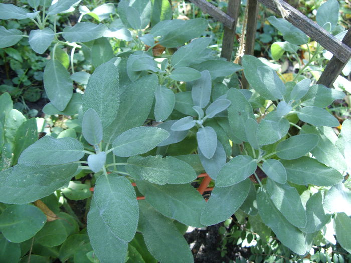 salvia - curtea