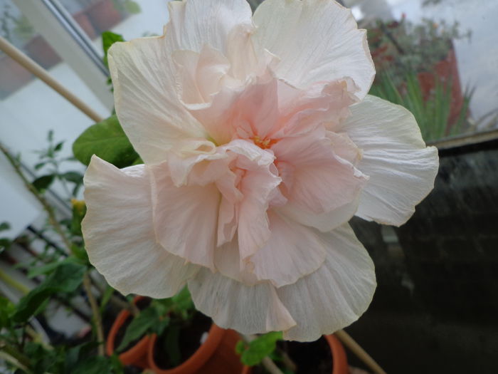 DSC00643 - HIBISCUS SWEET PINK