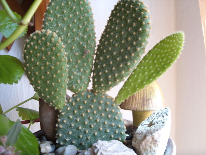 SDC11373 - cactusi si suculente