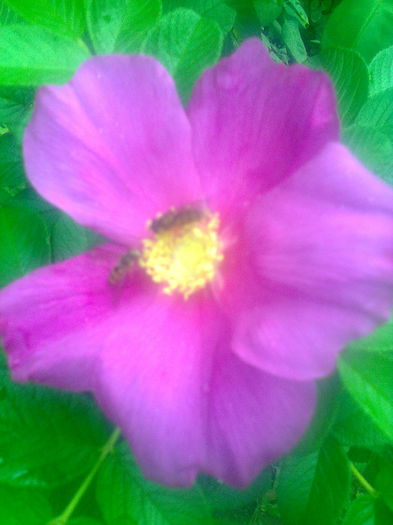 Trandafir de dulceata"Rosa Rugosa",27.09.2015 - Gradina mea