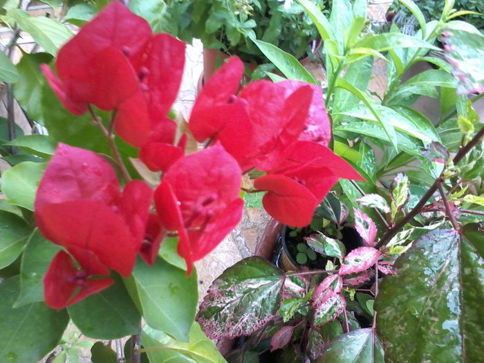 20150927_152054 - bougainvillea