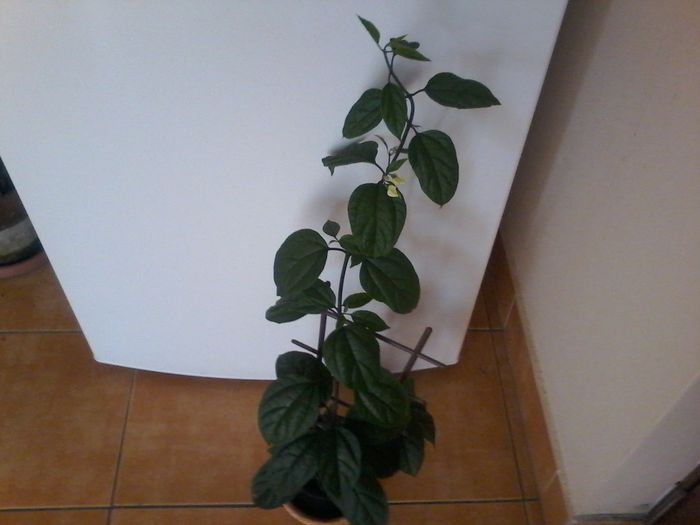 20150927_135328 - multumesc Aurelia44