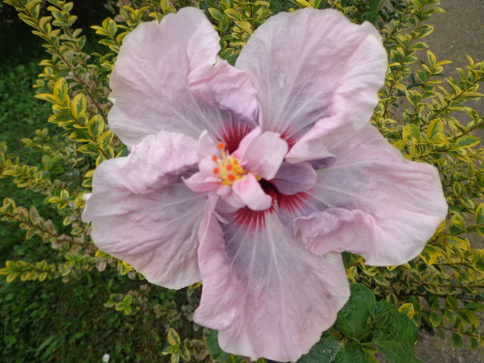 PRIMA ZI - HIBISCUS LADY ADELE