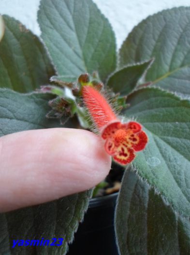 Kohleria Snake Skin - A noua mea pagina