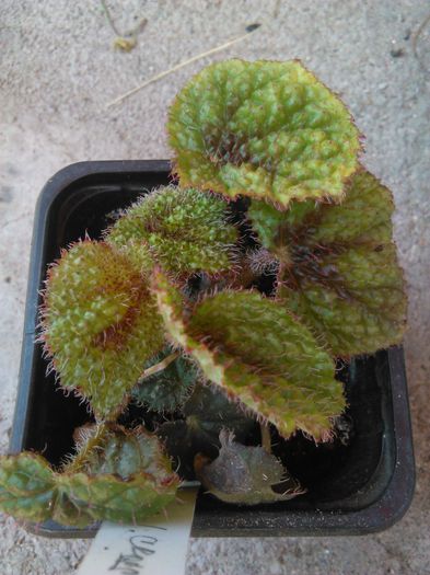 begonia masoniana iron cross 10.06.2015 - SPECIA Begonia Masoniana