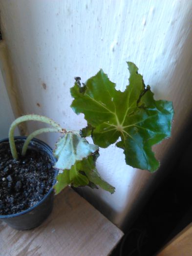 IMG_20150625_183538 - SPECIA Begonia Ricinifolia