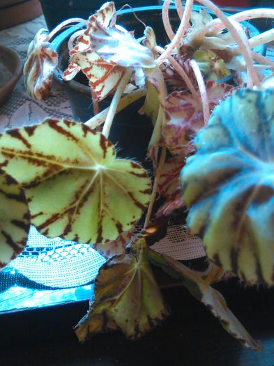 begonia bowarae nigramarga 14.08.2015 - SPECIA Begonia Bowerae