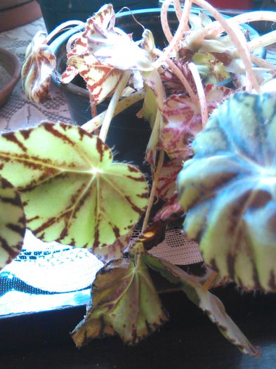 begonia bowarae nigramarga 14.08.2015