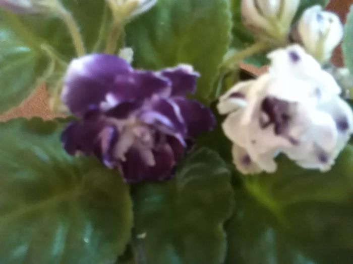 IMG_20150927_122527 - violete africane