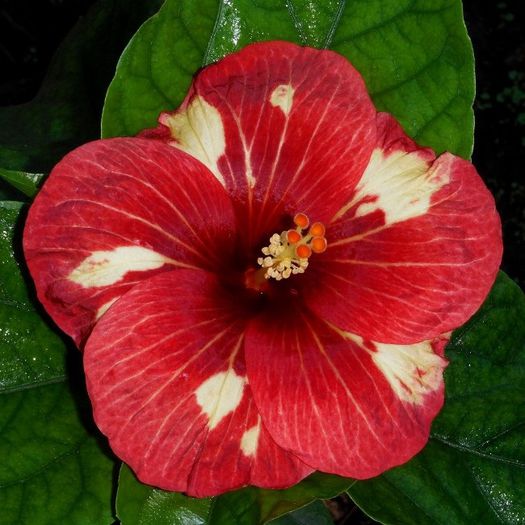 NMMA Red Devils - SEMINTE HIBISCUS TROPICAL - PRIMA TRANSA