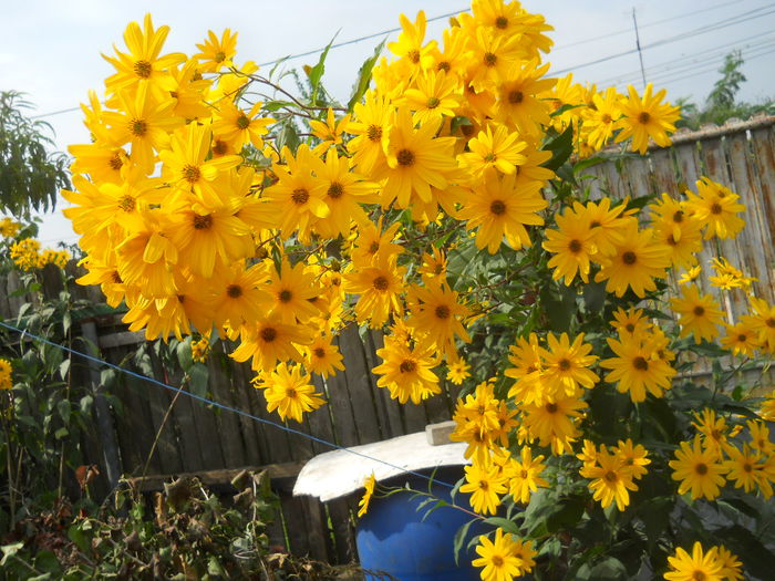 DSCN0497 - gradina flori 2015-2