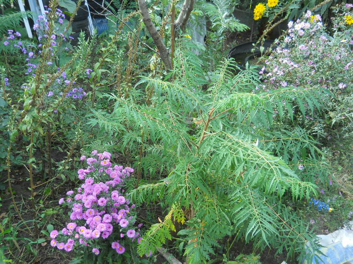 DSCN0496 - gradina flori 2015-2