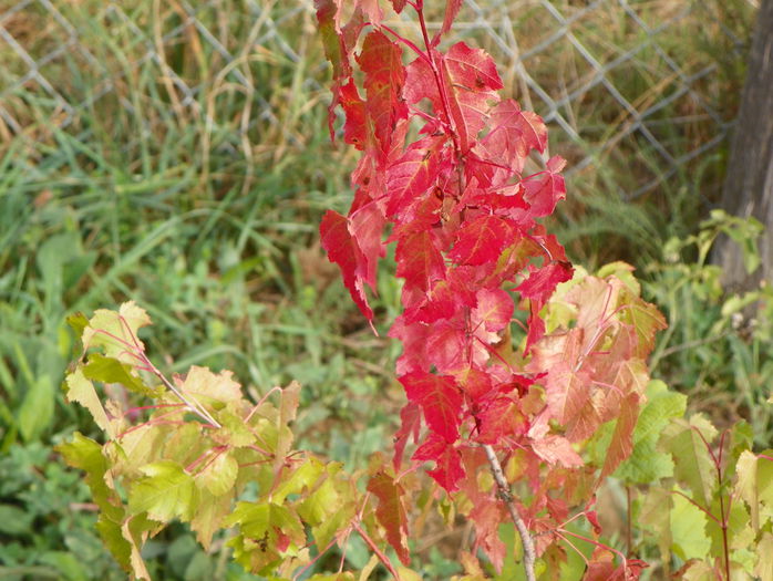 Viburnum opulus - z-Dobarland 2015