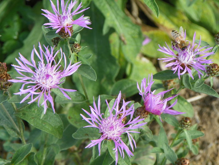 centaurea jacea - z-Dobarland 2015