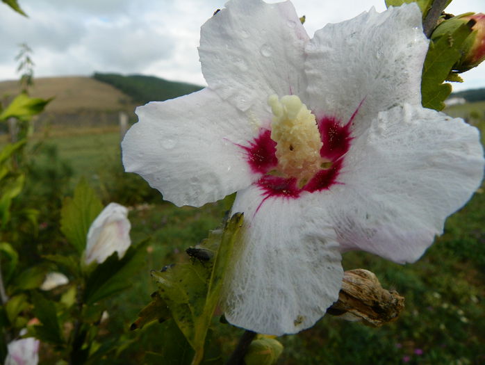 hibiscus syriacus - z-Dobarland 2015