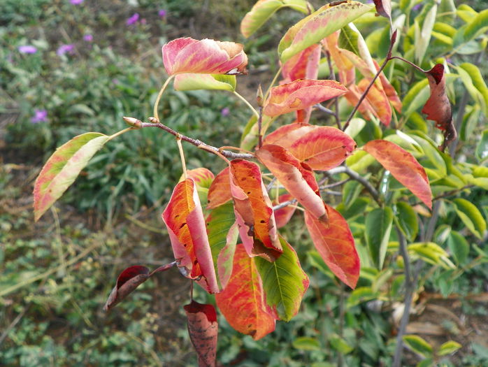 amelanchier lamarckii - z-Dobarland 2015