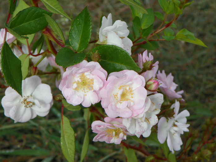 Perennial Blush - Trandafiri 2015 2