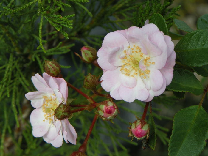 Perennial Blush - Trandafiri 2015 2