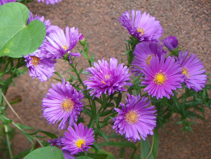 aster Alice Haslam