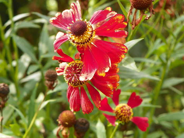 hellenium Ruby Tuesday - Toamna 2015