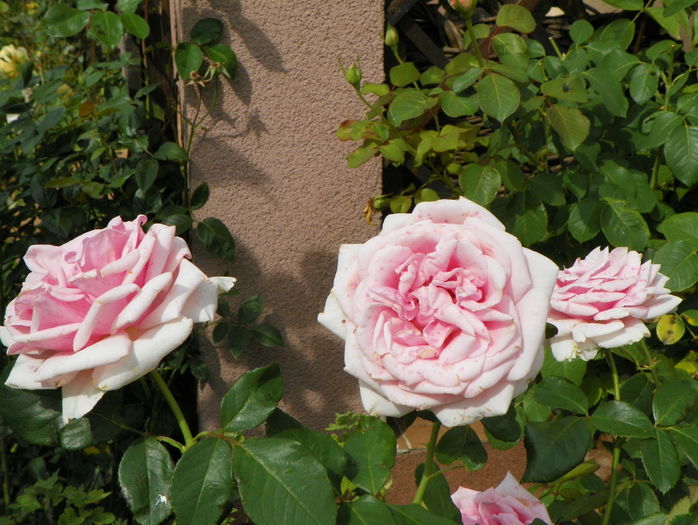 Savoy Hotel - Trandafiri 2015 - 4