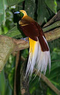 TRANS lesser bird