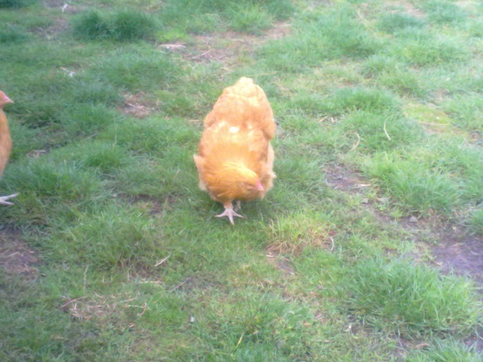 Imagine1935 - G ORPINGTON GALBEN