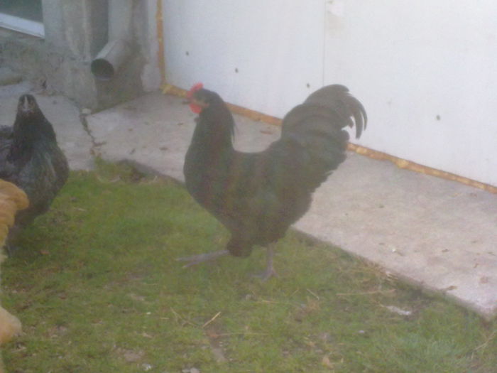 - G AUSTRALORP NEGRU