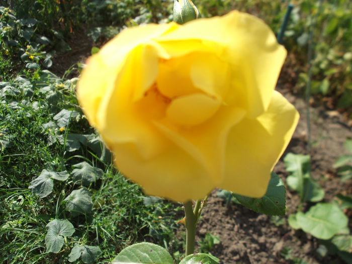 DSCF1919 - florile mele 2015