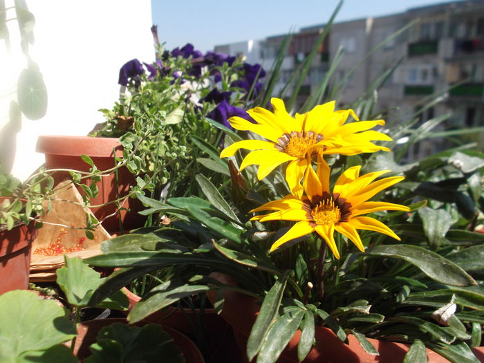 DSCF2277 - florile mele 2015
