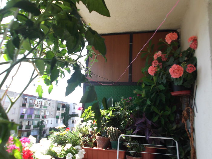 DSCF2030 - florile mele 2015