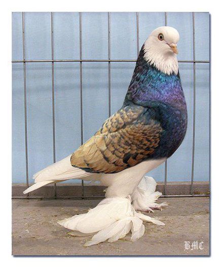 1ce37576ee0d3c055200c679588a3825