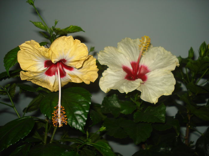 DSC03793 - HIBISCUS 2015