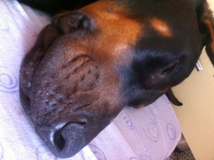image - DOBERMANN DON DRAGON BLACKMAGIC  ANGEL