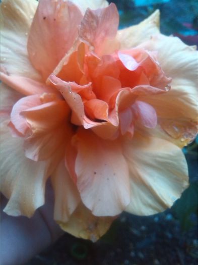 IMG_20150928_101944 - hibiscus classic apricot