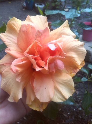 IMG_20150928_101935 - hibiscus classic apricot