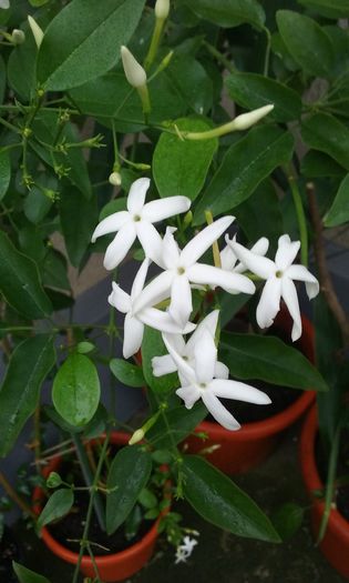 083 - Jasmin Azoricum