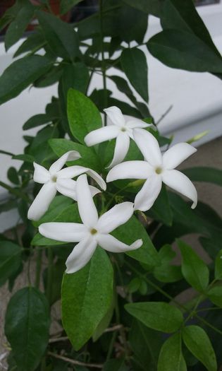 084 - Jasmin Azoricum