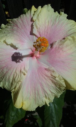 002 - Hibiscus Moorea Gray Crepe
