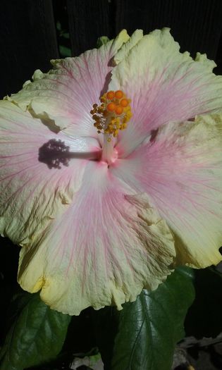 003 - Hibiscus Moorea Gray Crepe