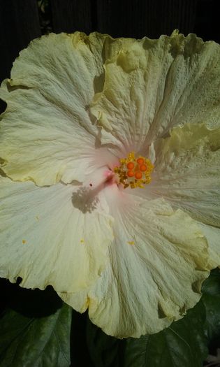 030 - Hibiscus Moorea Gray Crepe