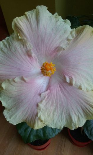 100 - Hibiscus Moorea Gray Crepe