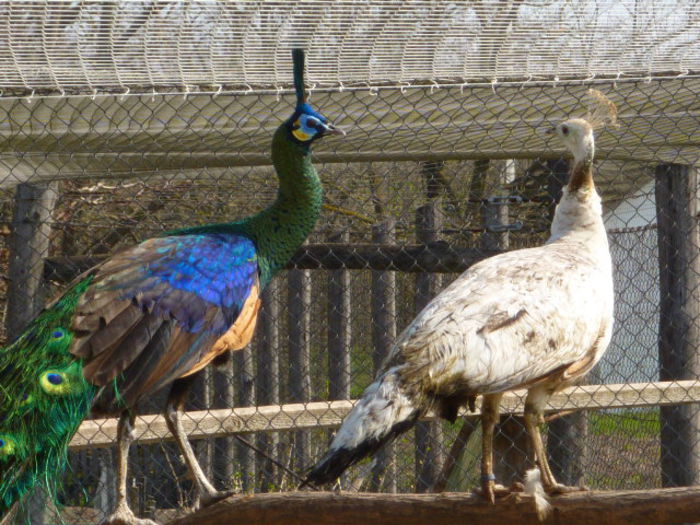 tatăl și mama; tata = 100% verde (Pavo muticus muticus).Mama = 100% Pavo cristatus albastru  aripa neagra.
