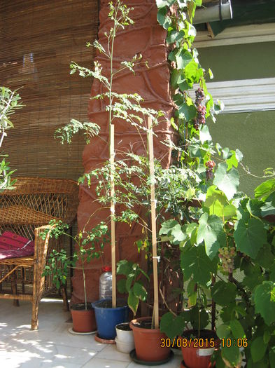 Picture 4237 - Arborele vietii- Moringa oleifera