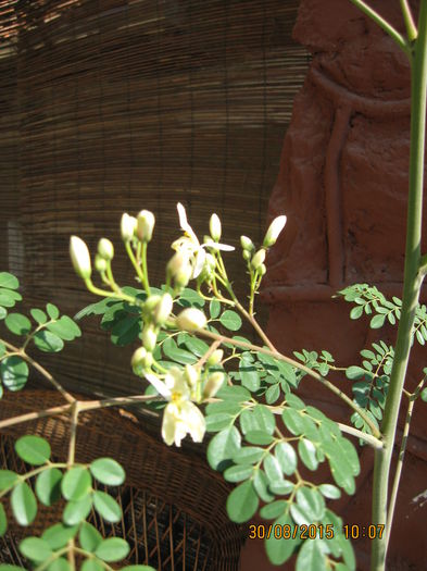 Picture 4239 - Arborele vietii- Moringa oleifera