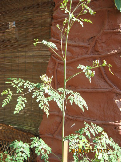 Picture 4241 - Arborele vietii- Moringa oleifera