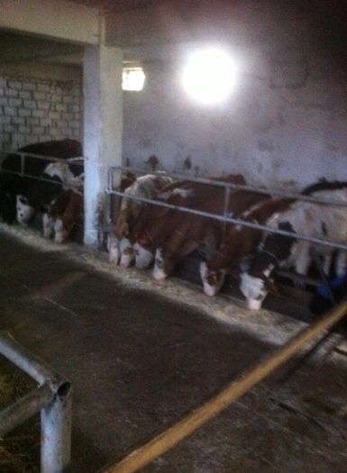 12047529_855985211138014_1500832991_n