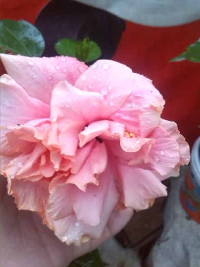 IMG_20150928_154933 - hibiscus classic pink