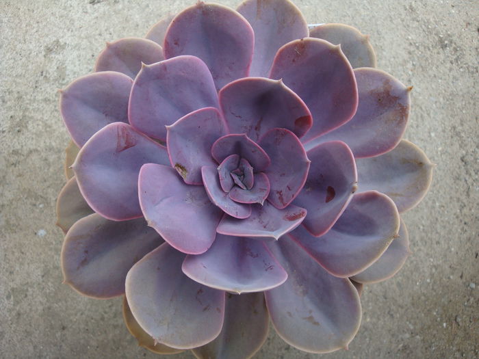 Echeveria gibbiflora cv. 'metalica' - Genul Echeveria