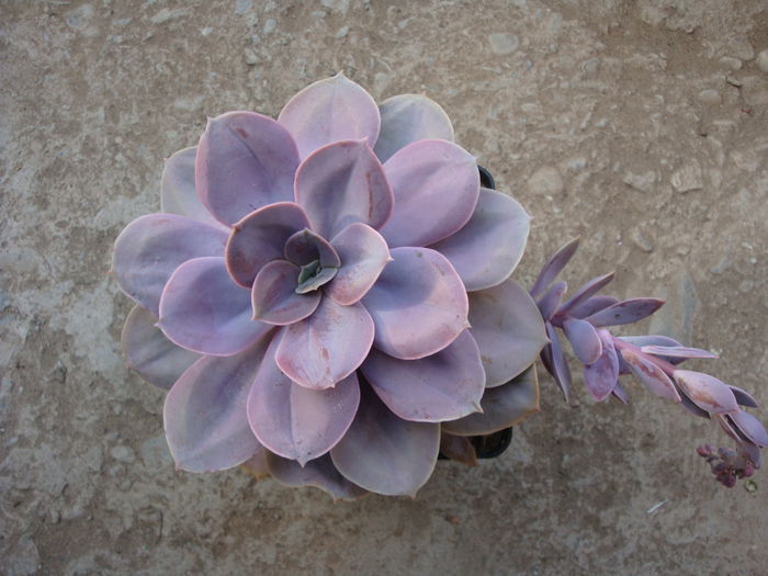 Echeveria gibbiflora cv. 'metalica' - Genul Echeveria